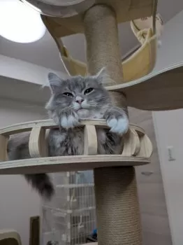 M.M 様のお迎えした子猫