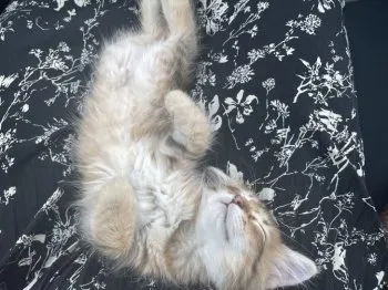 ひな 様のお迎えした子猫