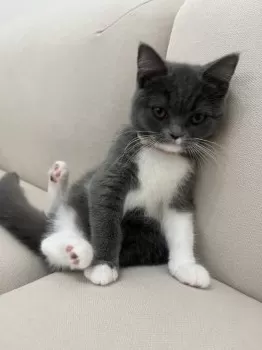 Y.N 様のお迎えした子猫