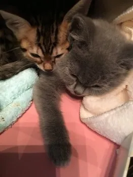 ベン 様のお迎えした子猫