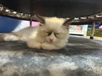 みつな 様のお迎えした子猫