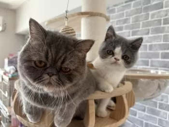 はちまま 様のお迎えした子猫
