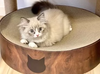 マイケル 様のお迎えした子猫