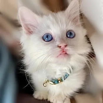 マカロン 様のお迎えした子猫