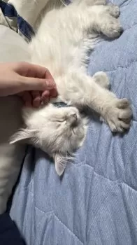 むつき 様のお迎えした子猫