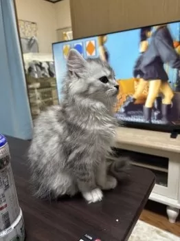 A.B 様のお迎えした子猫
