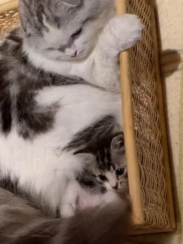 KM 様のお迎えした子猫