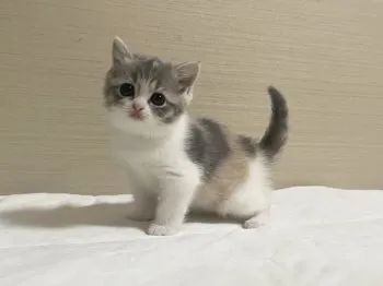 momosuke 様のお迎えした子猫