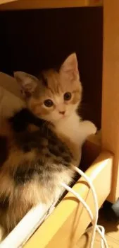 れもん 様のお迎えした子猫