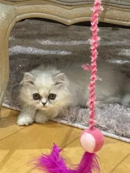 ゆうにゃん 様のお迎えした子猫