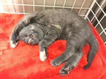 田中優花 様のお迎えした子猫