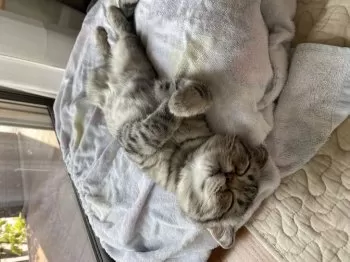 ちー 様のお迎えした子猫