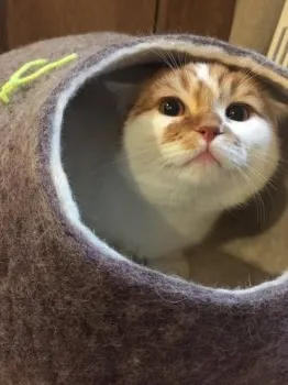 すー 様のお迎えした子猫