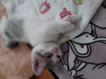 オケイ 様のお迎えした子猫
