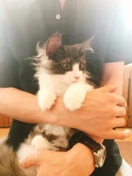 漣 様のお迎えした子猫