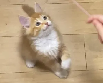 おでん 様のお迎えした子猫
