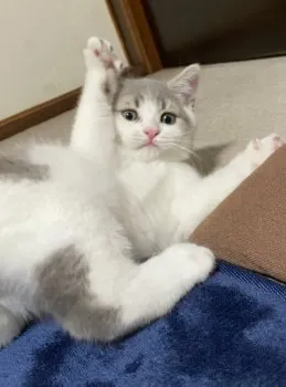 T.W 様のお迎えした子猫