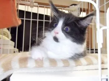 Vanira 様のお迎えした子猫