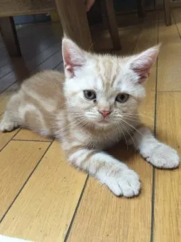サスパパ 様のお迎えした子猫