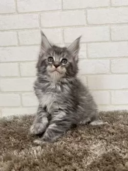 佐吉 様のお迎えした子猫