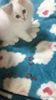 N.T 様のお迎えした子猫