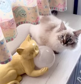 S.N 様のお迎えした子猫