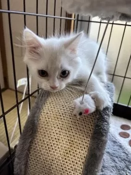 M 様のお迎えした子猫