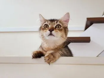 Dante 様のお迎えした子猫