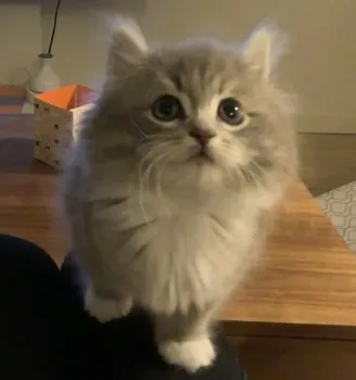 K.T 様のお迎えした子猫