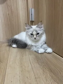F.T 様のお迎えした子猫