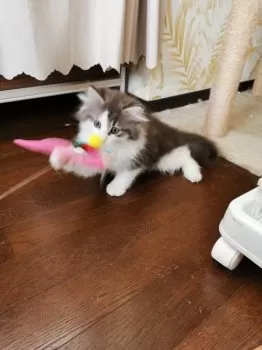 E.Ｉ 様のお迎えした子猫