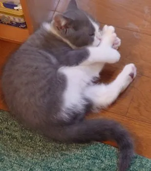 ST 様のお迎えした子猫