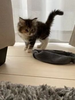 しょーや 様のお迎えした子猫