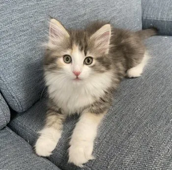 T 様のお迎えした子猫