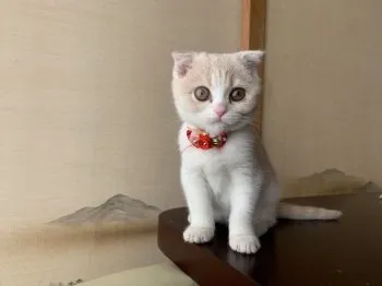 Moko_Moko 様のお迎えした子猫