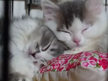 N.T 様のお迎えした子猫