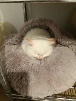 LOCOママ 様のお迎えした子猫