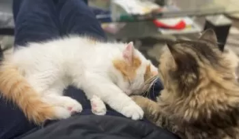 T.S 様のお迎えした子猫
