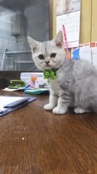 くるみママ 様のお迎えした子猫