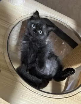 ムーン 様のお迎えした子猫