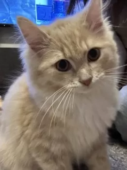 あちゃん 様のお迎えした子猫
