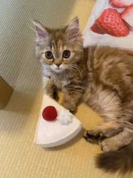 やす 様のお迎えした子猫