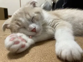 あーぷう 様のお迎えした子猫