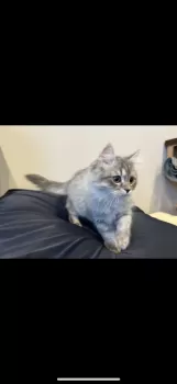 とし 様のお迎えした子猫