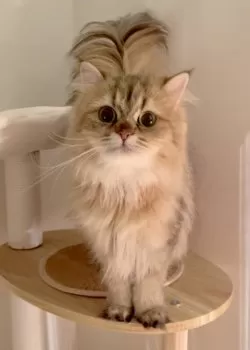 はなもも 様のお迎えした子猫
