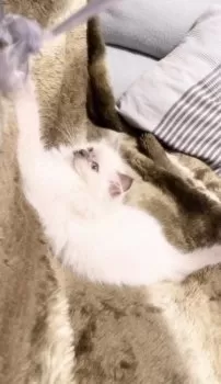 A.M 様のお迎えした子猫