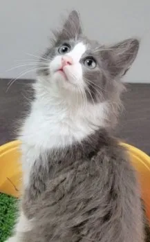 Ｔ 様のお迎えした子猫