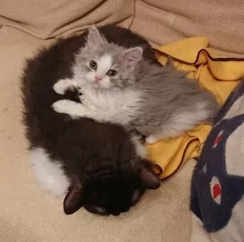 K.Y 様のお迎えした子猫