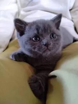 櫻井 様のお迎えした子猫