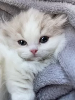 H.Ｉ 様のお迎えした子猫